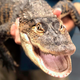 Illustration for article titled Let The Alligator Throw The First Pitch